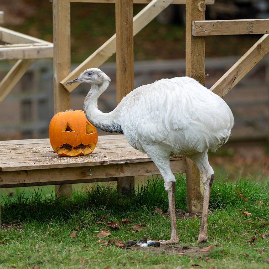 Image of rhea oct 24 web 1080x1080