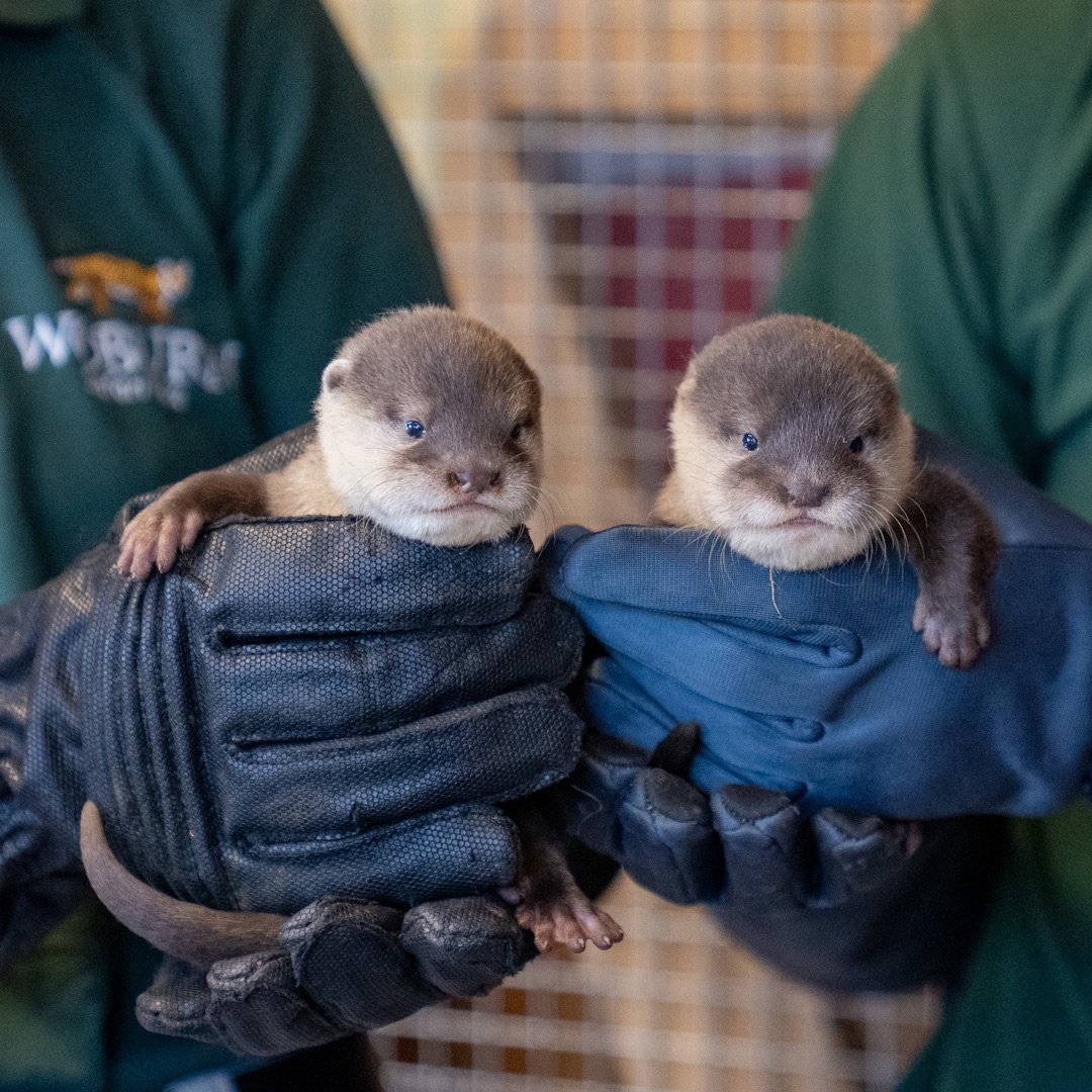 Image of otter pups square 1080x1080