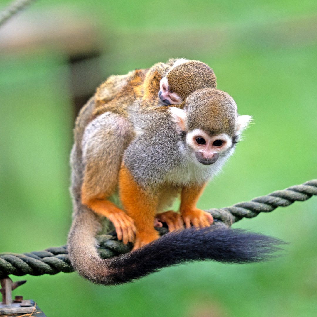 Adorable squirrel monkey mother standing on brown rope, with a tiny baby monkey on her back 