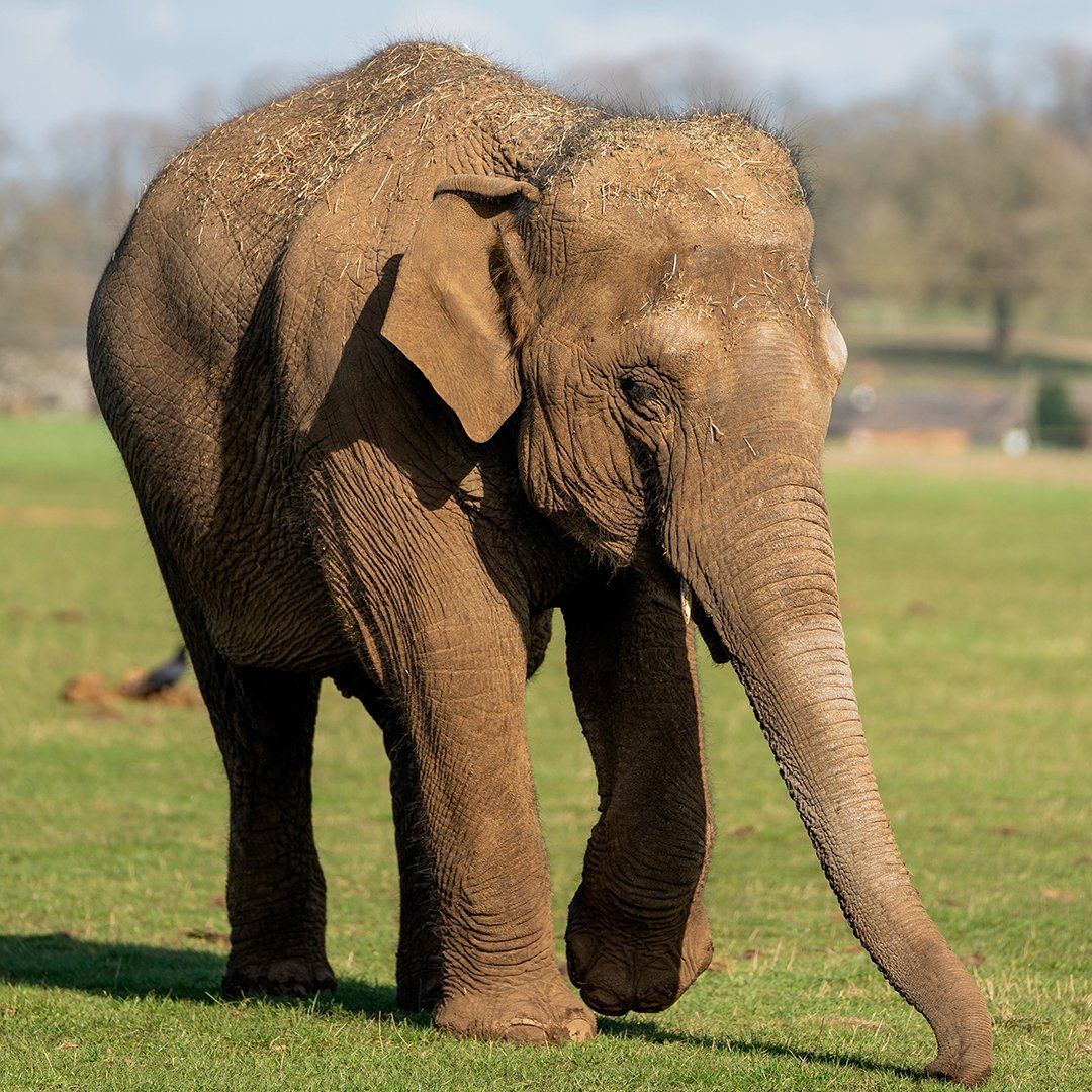 Image of elephant charity weekend web what's on 1080 x1080