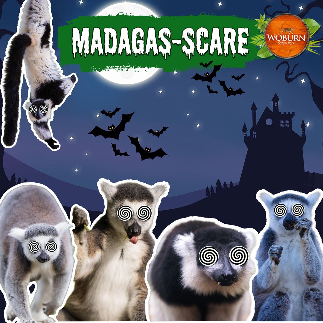 Image of halloween madagascare graphic square midres