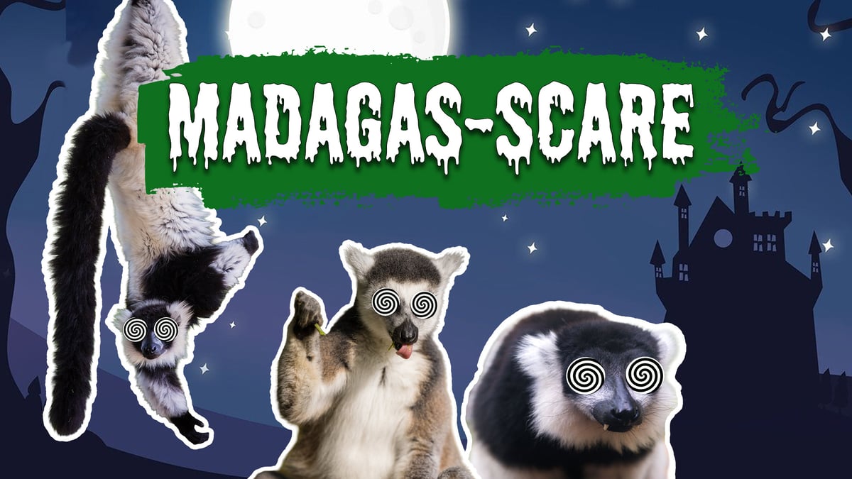 Image of madagas scare graphic web 1920x1080