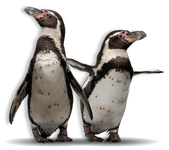 Two Humboldt penguins with their flippers stretched out against transparent background 