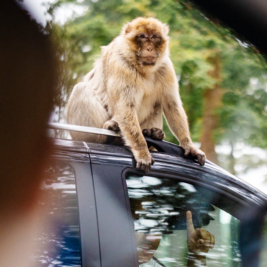 Image of dan d monkey on car square 1080x1080