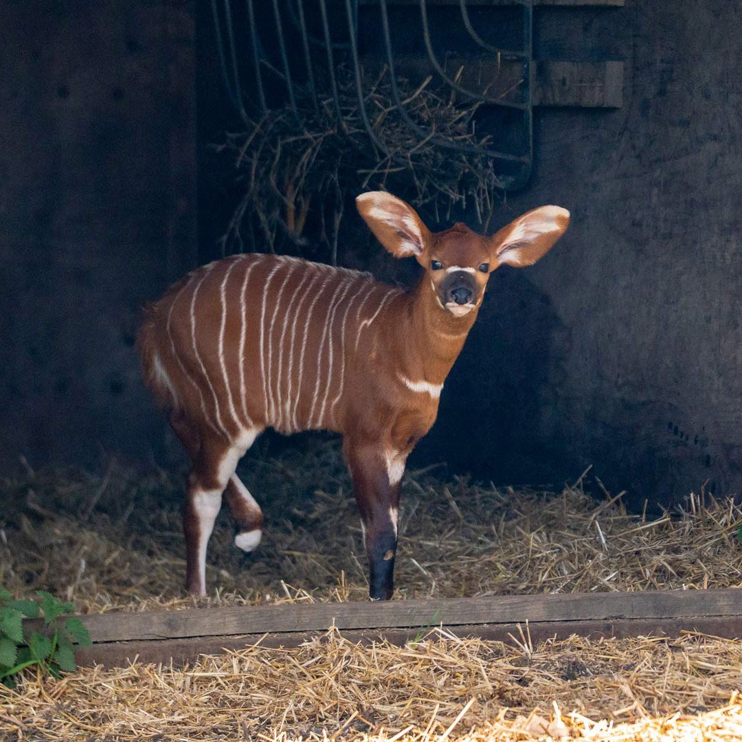 Image of bongo calf in shetler web 1080x1080