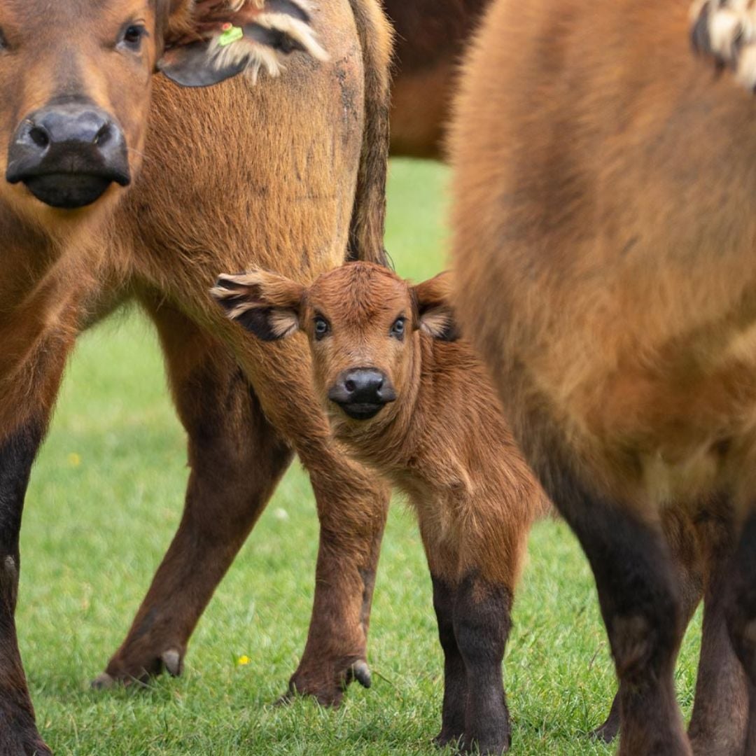 Image of buff calf looking at camera web res 1080x1080