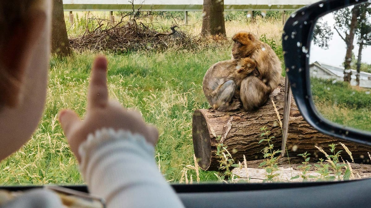 Small girl looking out of rainy car window at two monkeys hugging outside in drive-through reserve