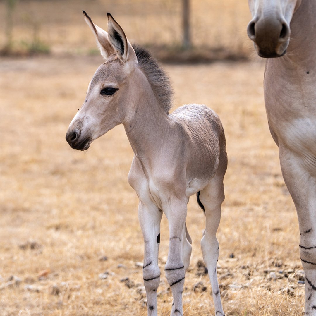 Image of wild ass foal 1080x1080