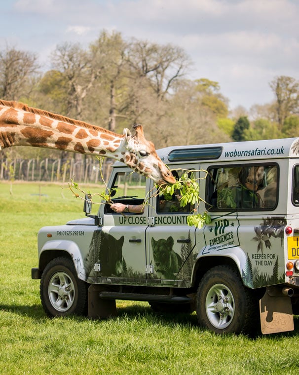 Giraffe bends down to eat branches from safari VIP vehicle in the Road Safari 