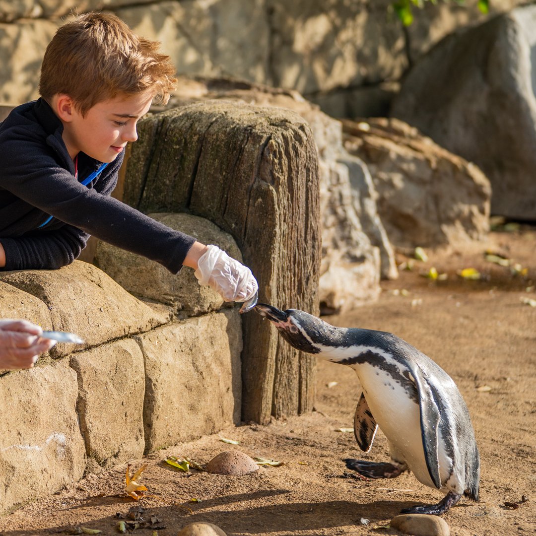 Image of penguin feeding web cropped 1080x1080