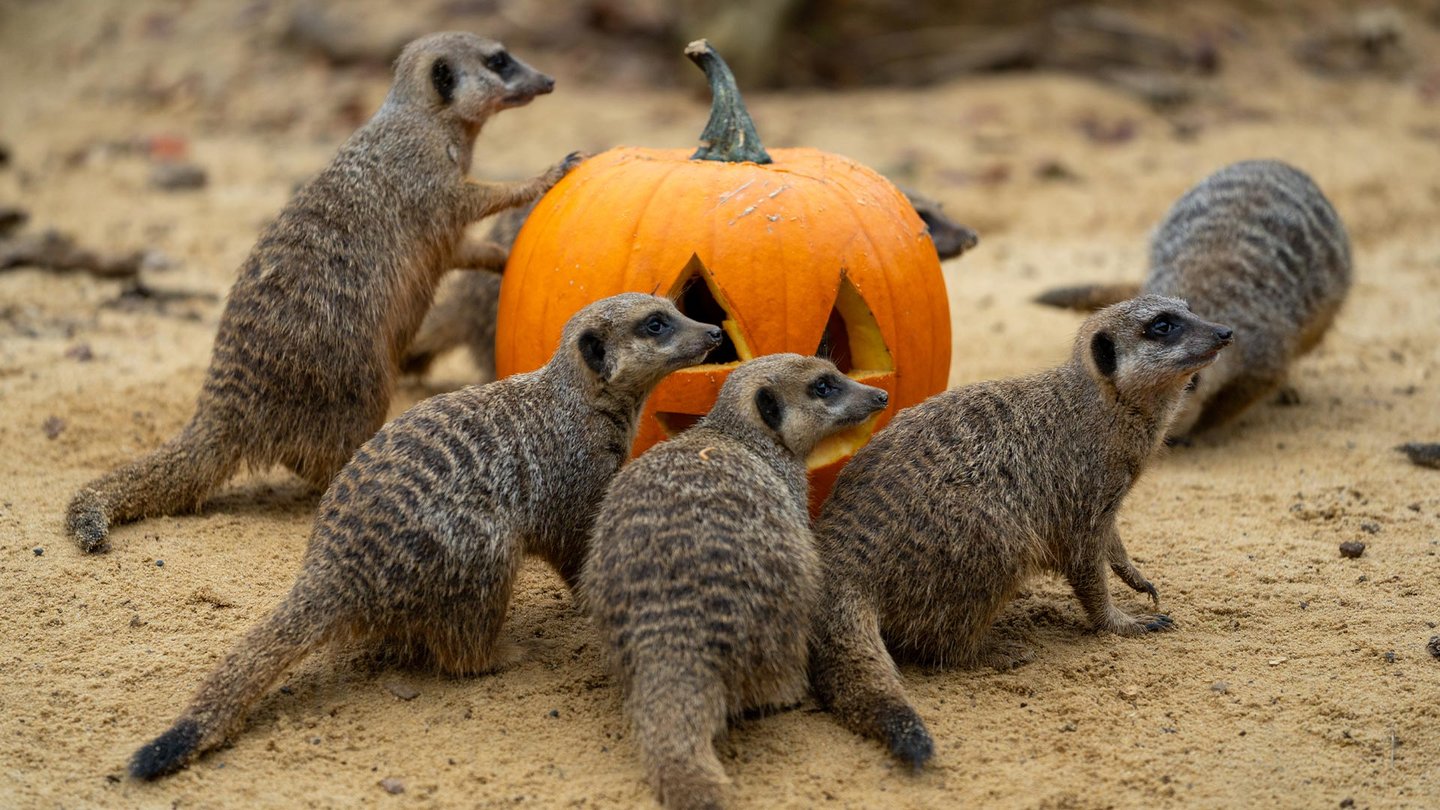 Image of meerkat troop with pumpking web landscape 1920x1080