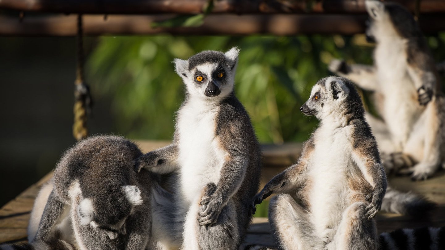 Image of lemurs in the sun edited for web banner landscape 1920x1080