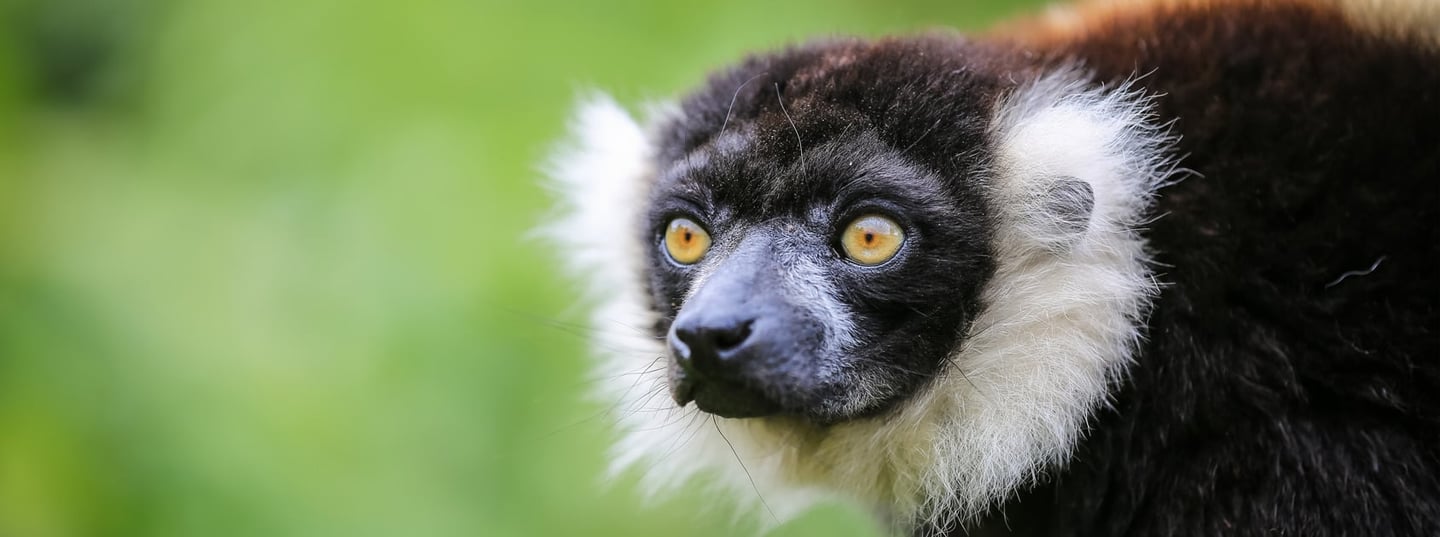 Image of 28 09 26 lemur landscape event page banner 