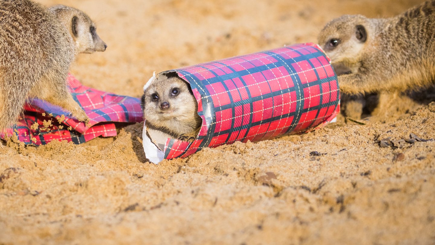 Image of meerkat xmas banner 1920x1080