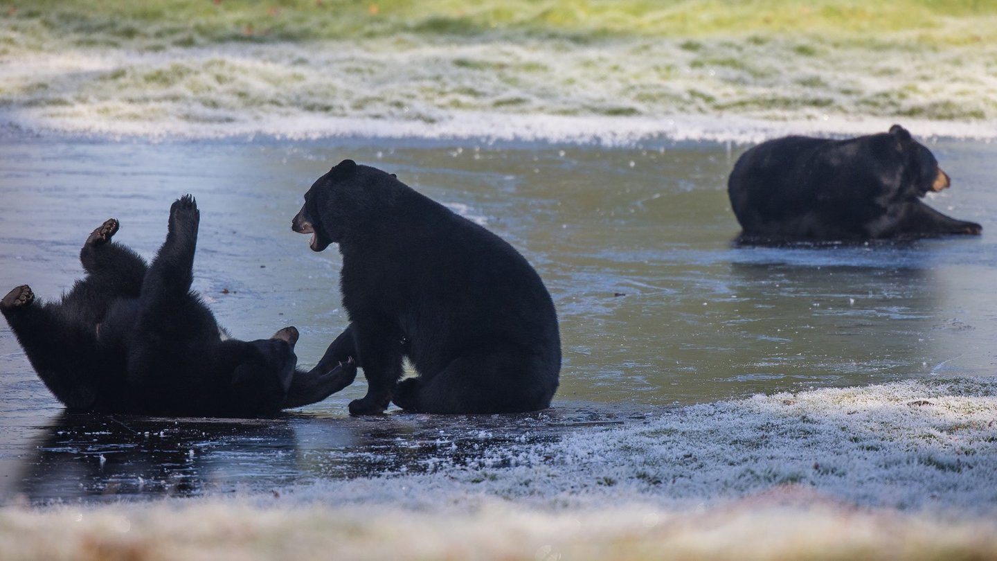 Image of three bears on ice web landscape 1080x1920
