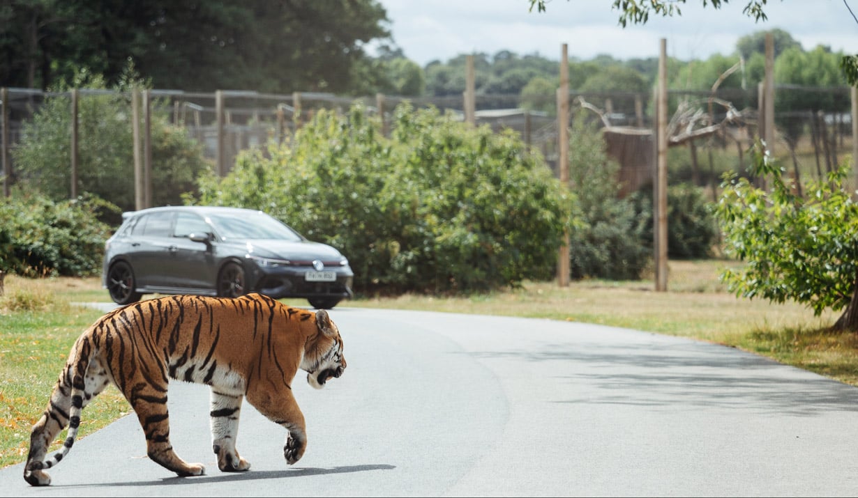Image of tiger car fences signpost block 1230x715px