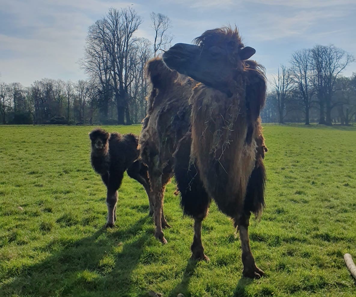 Bactrian Camel calf stands behind mother in expansive grassy reserve 