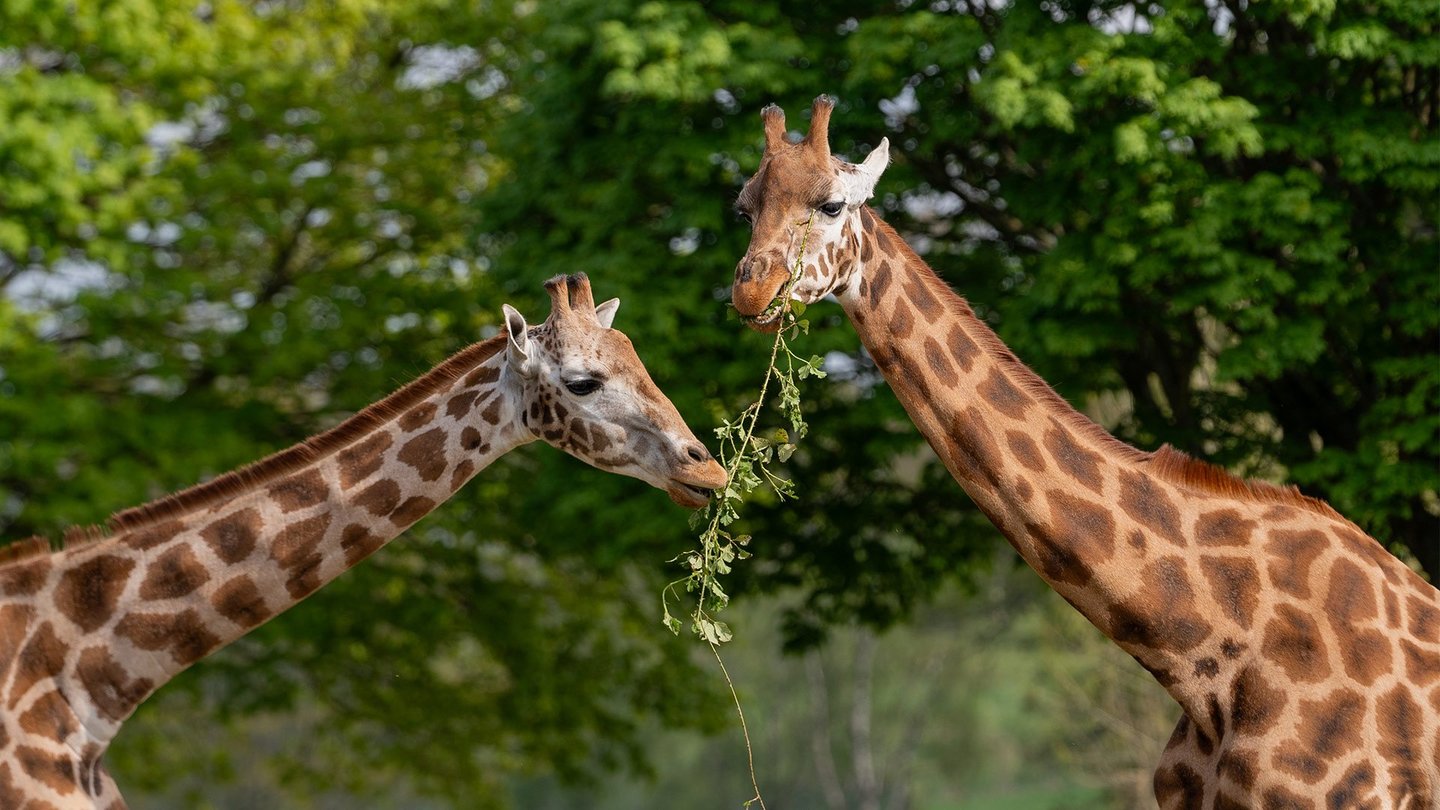 Image of two giraffes sharing browse web landscape 1920x1080