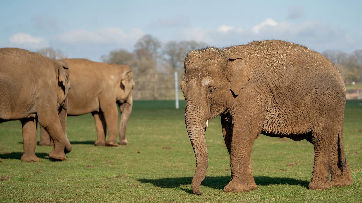 Image of three female asian elephants web landscape 1920x1080