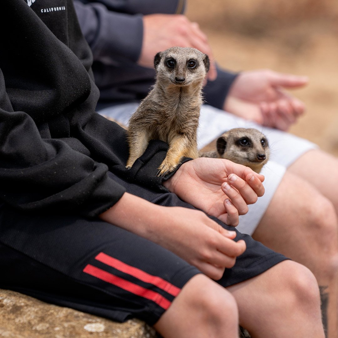 Image of meerkat vip square 1080x1080