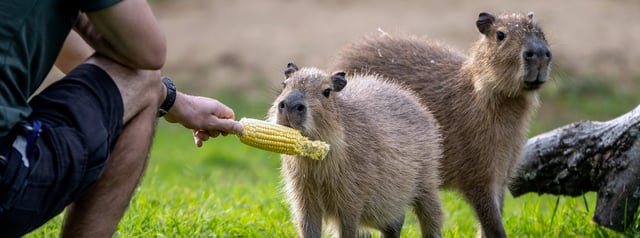 Image of cappy feeding web banner 1688x630