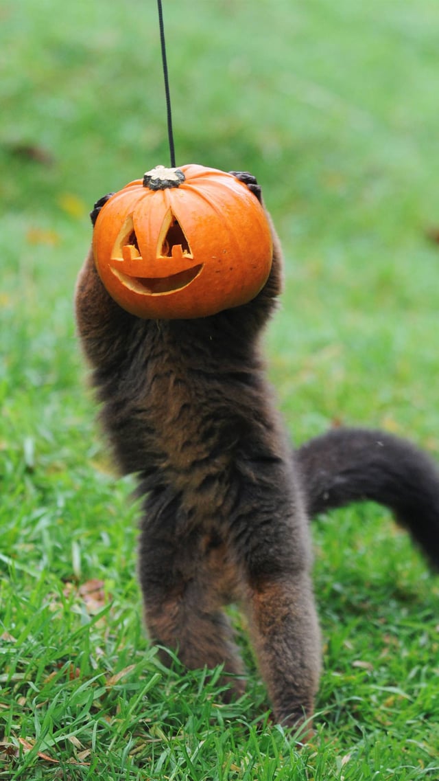 Image of lemur behind hanging pumpkin mob portrait 1920x1080