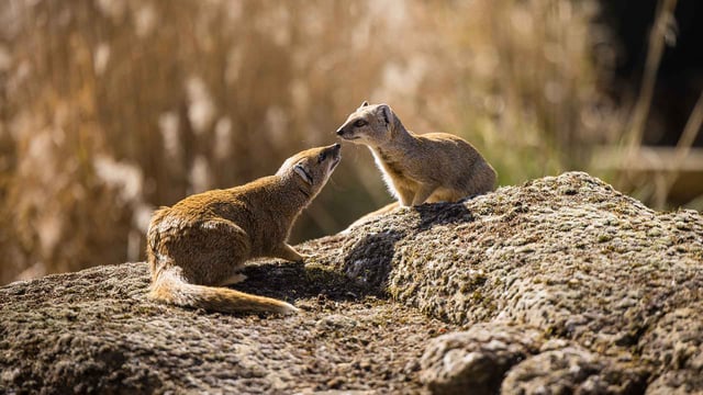 Image of mongoose  march 26 10 1920x1080 web res