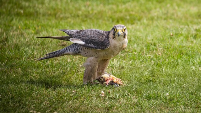 Image of birds of prey  aug 2023  lanner falcon edited web 1920x1080