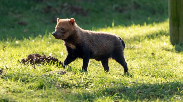 Photography of female bush dog, Chilli in outside enclosure at Woburn Safari Park 