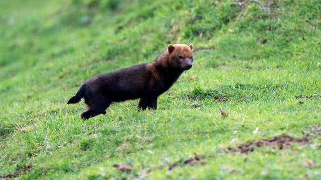 Male bush dog, Bandit, in his natural outdoor enclosure at Woburn Safari Park