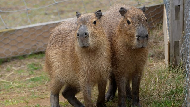 Capybara siblings together in their new enclosure at the Foot Safari 
