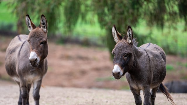 Image of donkey gen fill web landscape 1920x1080