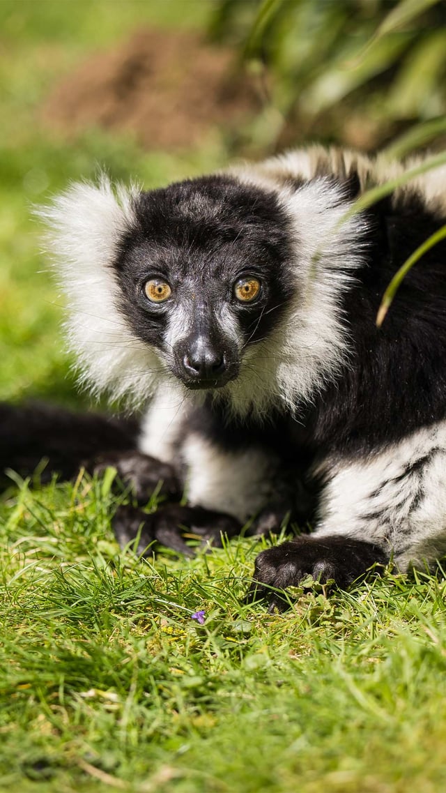 Image of baw looking at camera mob portrait 1920x1080