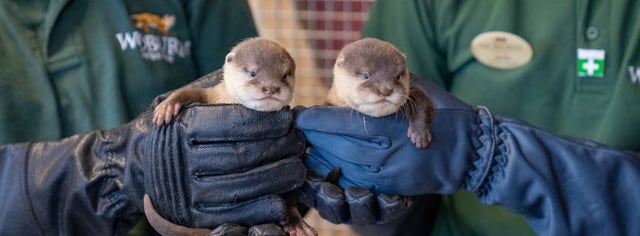 Image of 2026 asian shortclawed otter pup microchipped landscape banner 1688x624