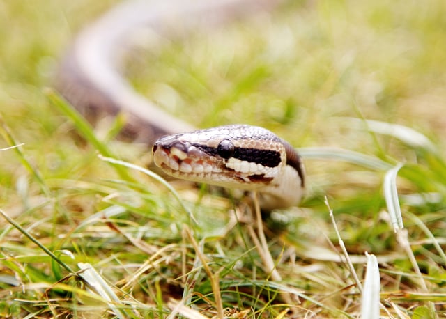 Royal Python slithers through grass