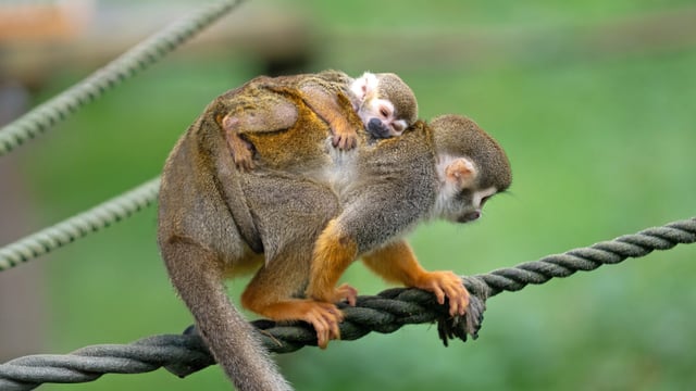 Landscape photo of a squirrel monkey mother standing on brown rope, with a tiny baby monkey on her back 