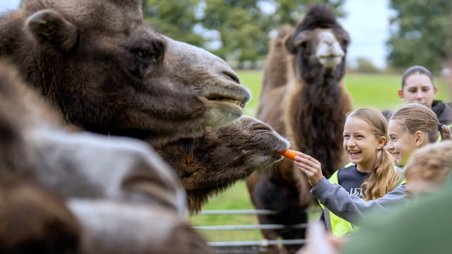 Image of camel feeding with kids laughing web 1920x1080