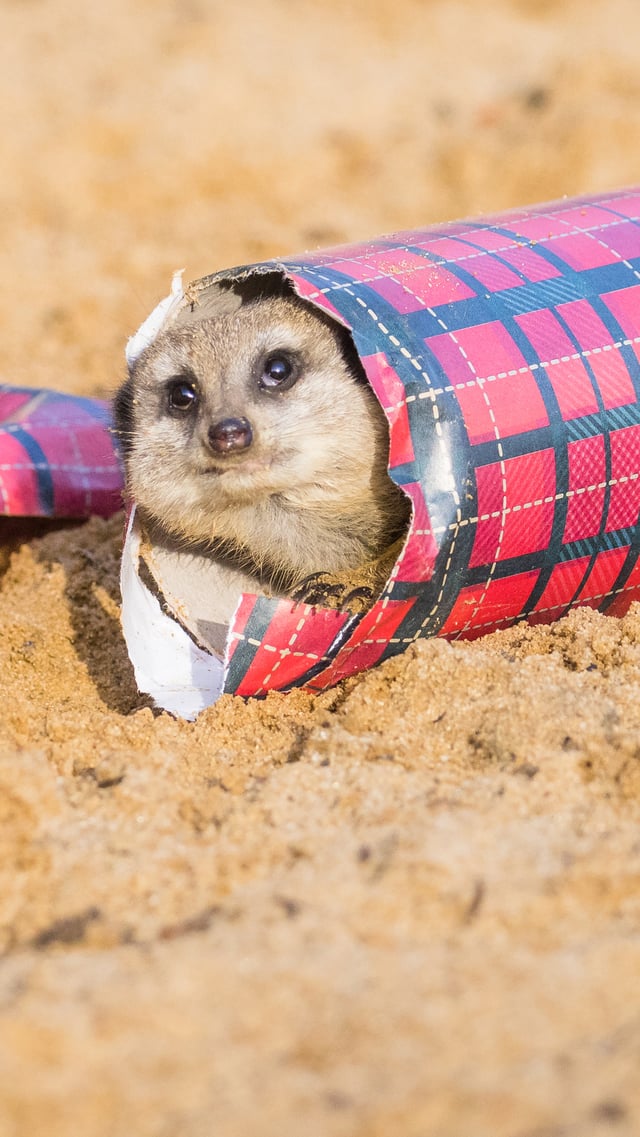 Image of meerkat xmas mob banner 1080x1920