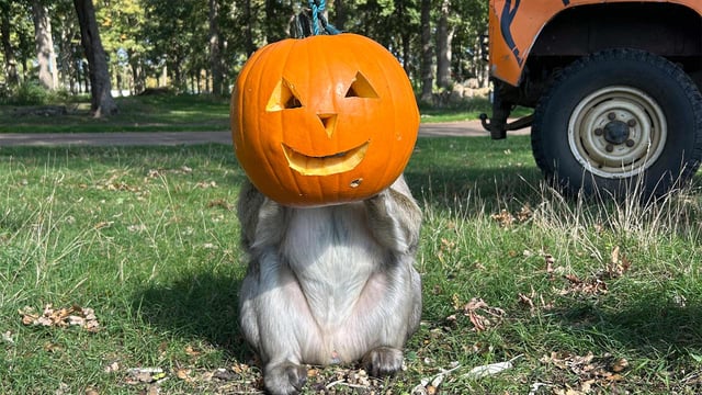 Image of barbary macaque pumpkin head web 1920x1080 landscape