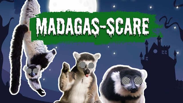 Image of madagas scare graphic web 1920x1080