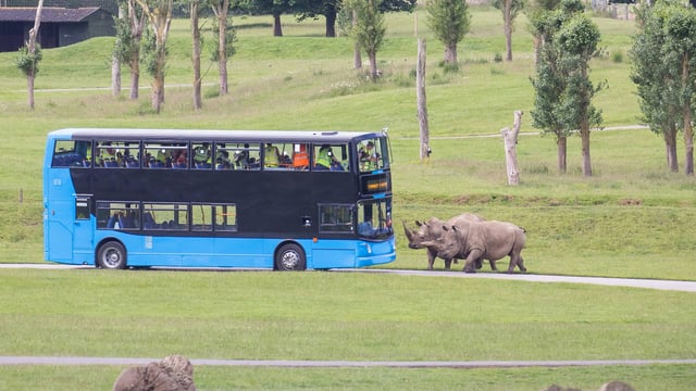 School bus driving through Safari Park, with two rhinos in the road 