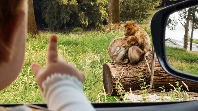 Image of iris car pointing at monkey web banner 1920x1080