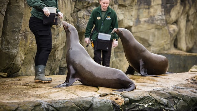 Image of sealion demo meg march 24 web 1920x1080