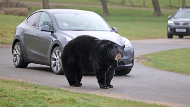 Image of black bear in road safari alongside car apr25 web 1920x1080