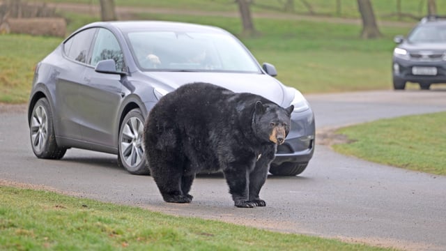Black bear walking past front of Tesla car in Road Safari drive-through reserve at Woburn