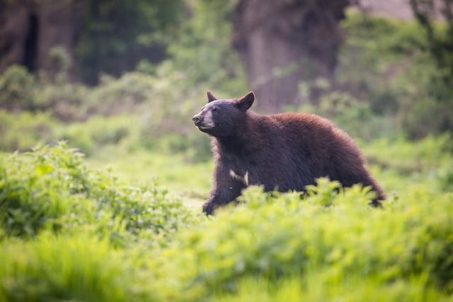 North American black bear club exploring the reserve