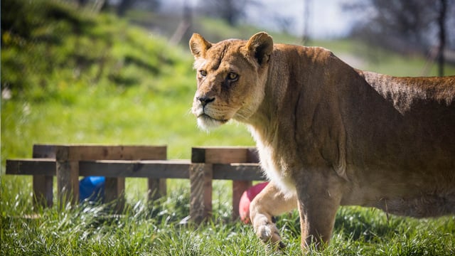Image of lion enrichment balls bridget mar26 banner 1920x1080