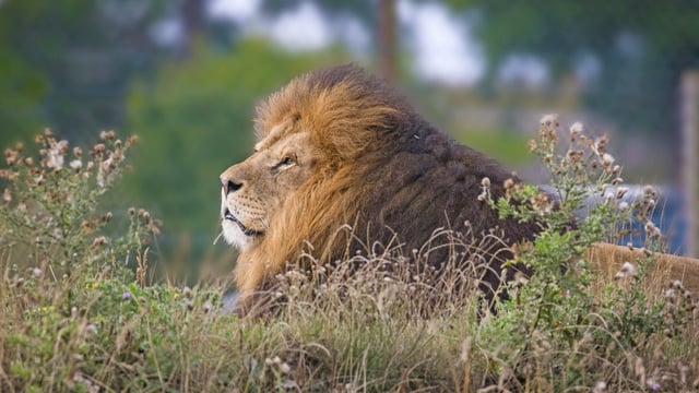Image of lonka lion profile lying in flowers aug25 web 1920x1080
