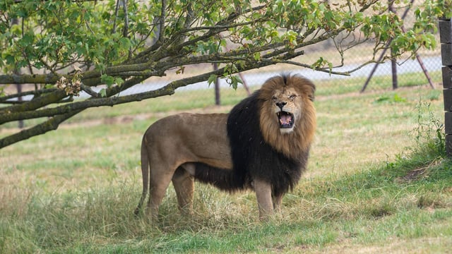 Image of lonka roar landscape 1920x1080 web