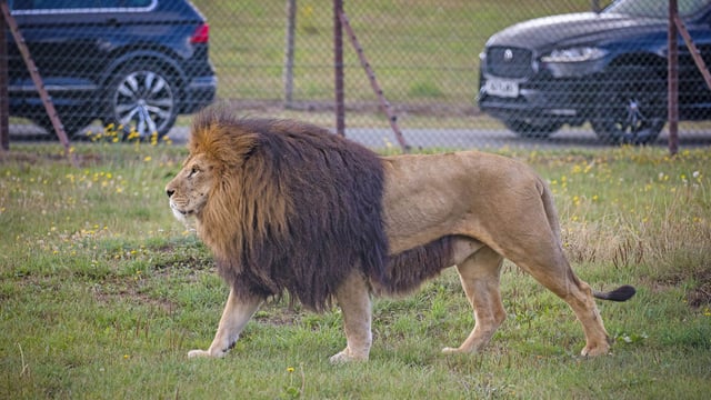 Side view of a male African lion walking in front of fence, with cars driving on the other side 